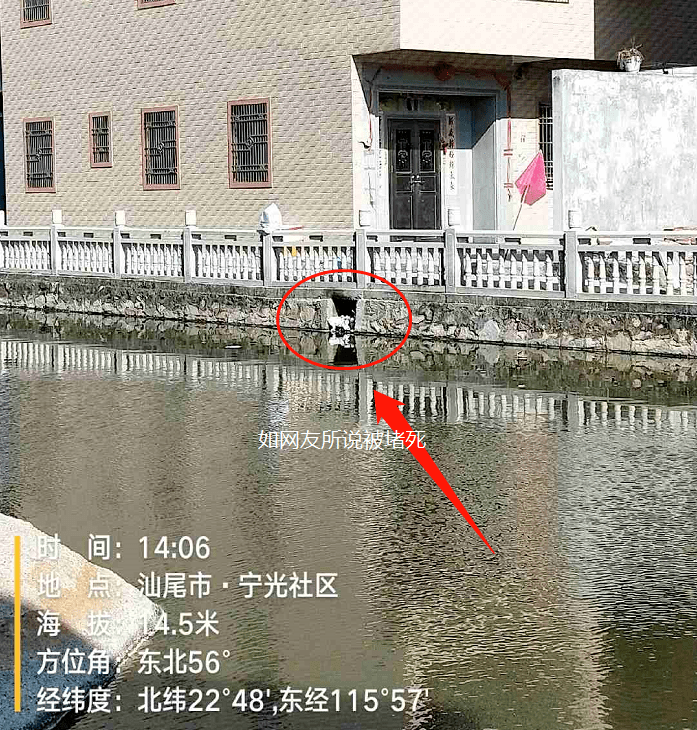 陆丰某地,池中之物恶臭远扬希望能得到解决!
