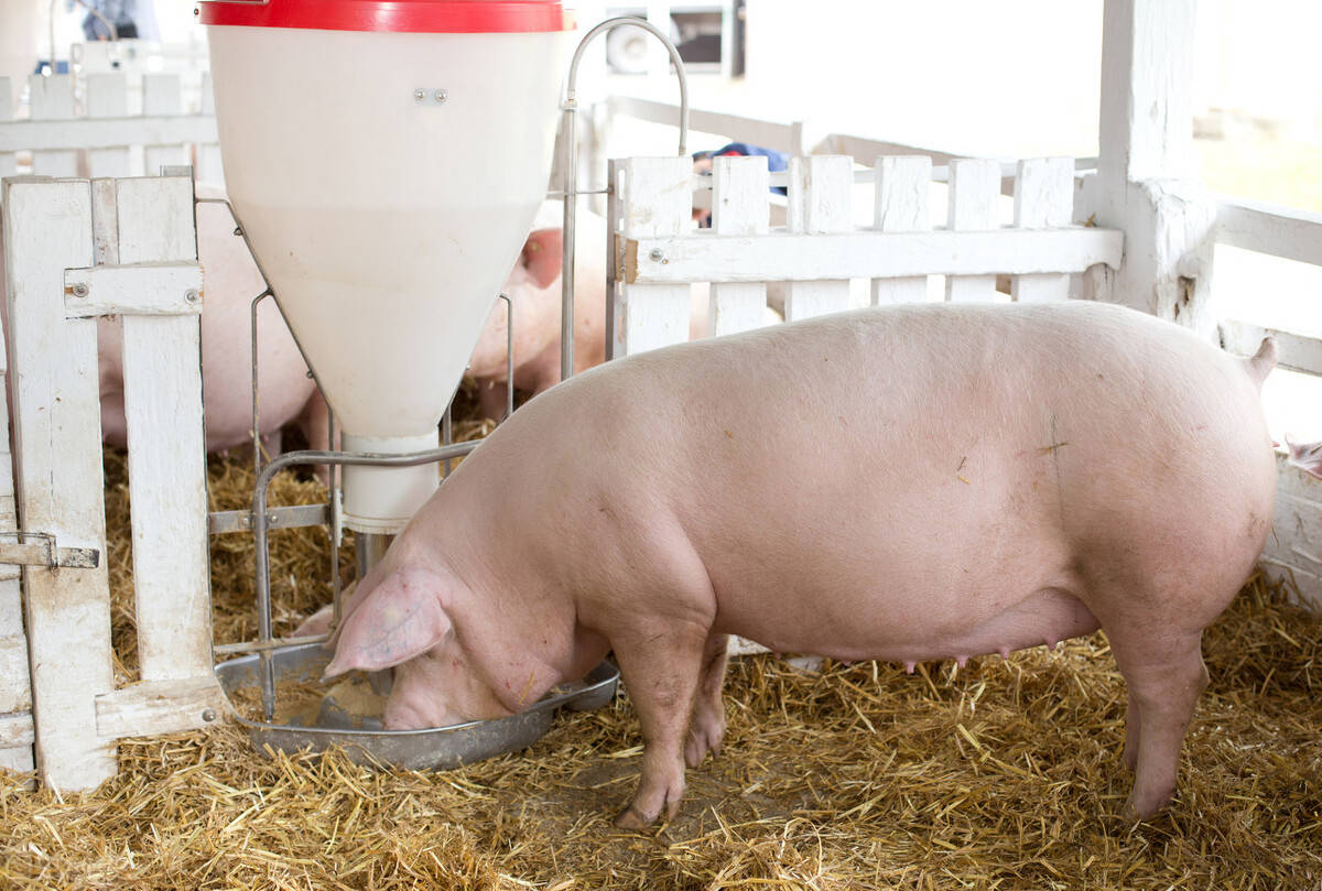 260斤猪一天吃几斤料3612斤哺乳母猪饭量最大