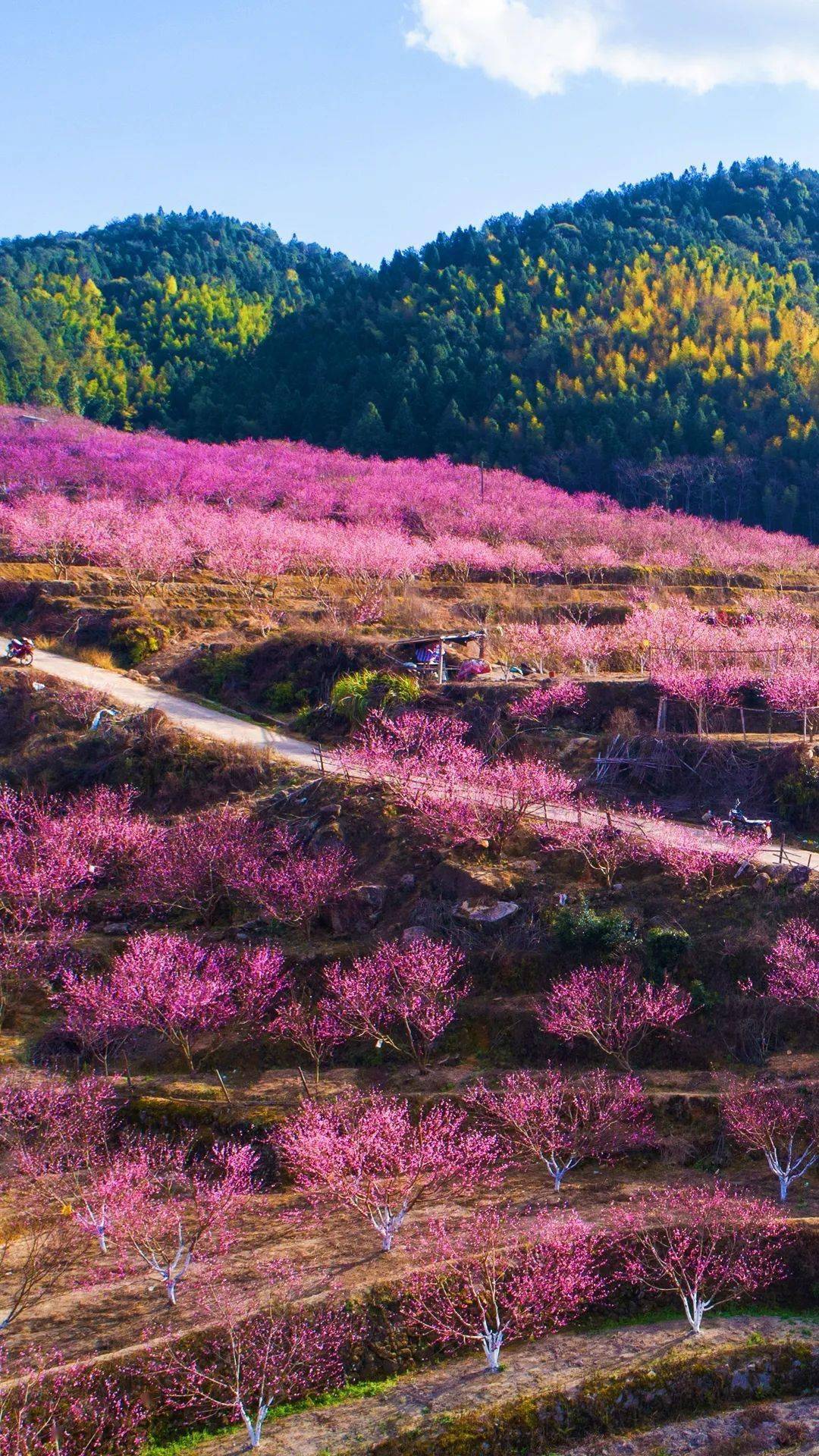 颜值超高龙岩这条最美农村路一定要去一次