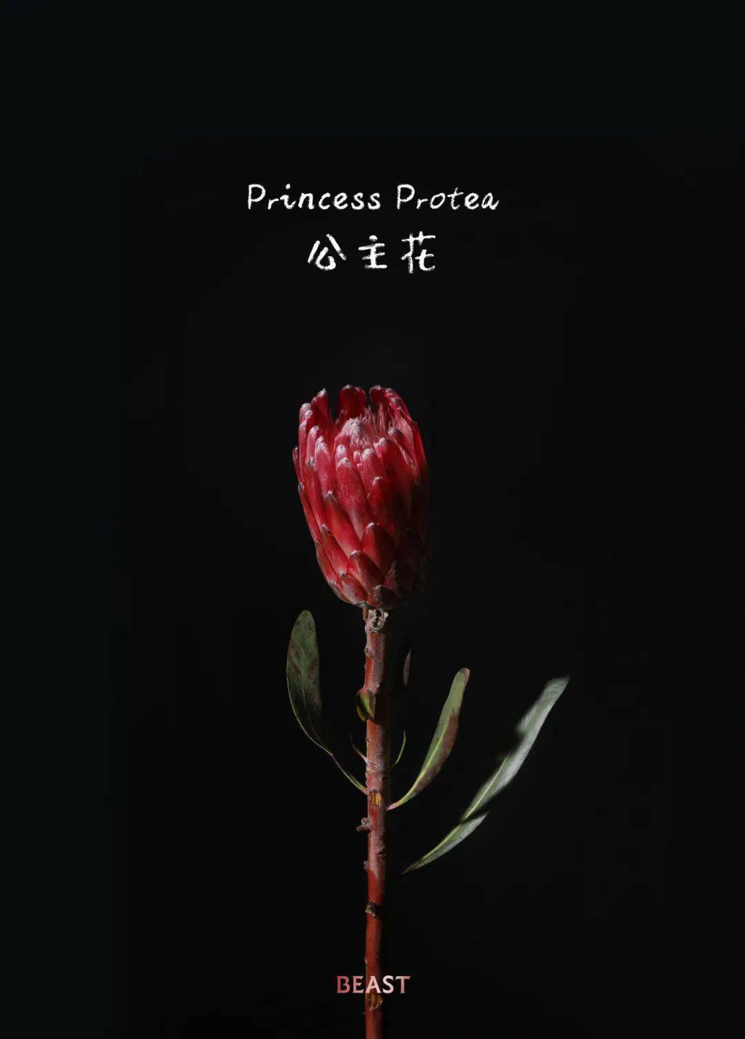 公主花英文名:princess protea科属:山龙眼科原产地:南非花语:纯洁