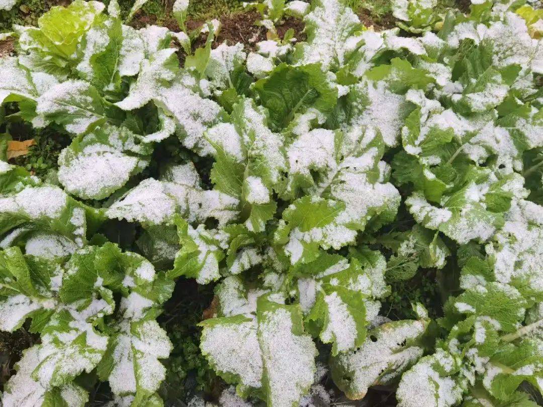 晒蔬菜特写的晒打雪仗的晒堆雪人的反正我的朋友圈是这样的不知道这两
