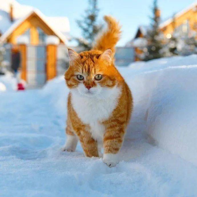 挪威森林猫 橘色图片