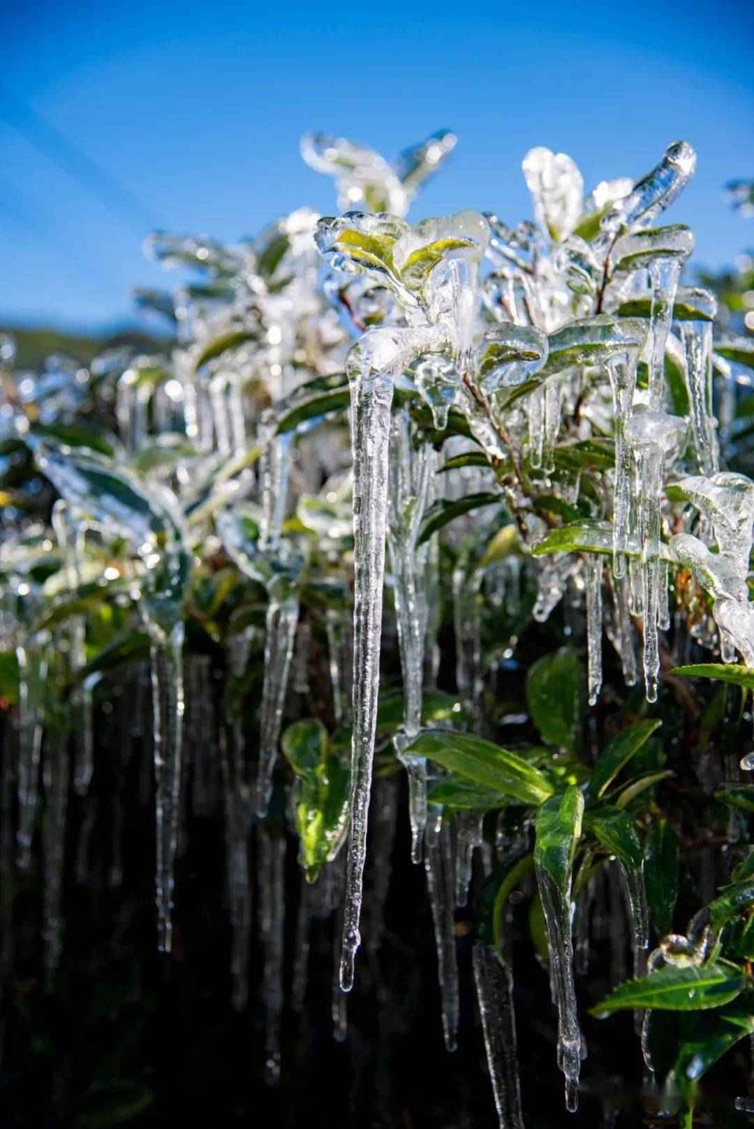 水管破裂处周围植物上挂着一条条晶莹剔透的冰挂宛如天然的冰雕艺术品
