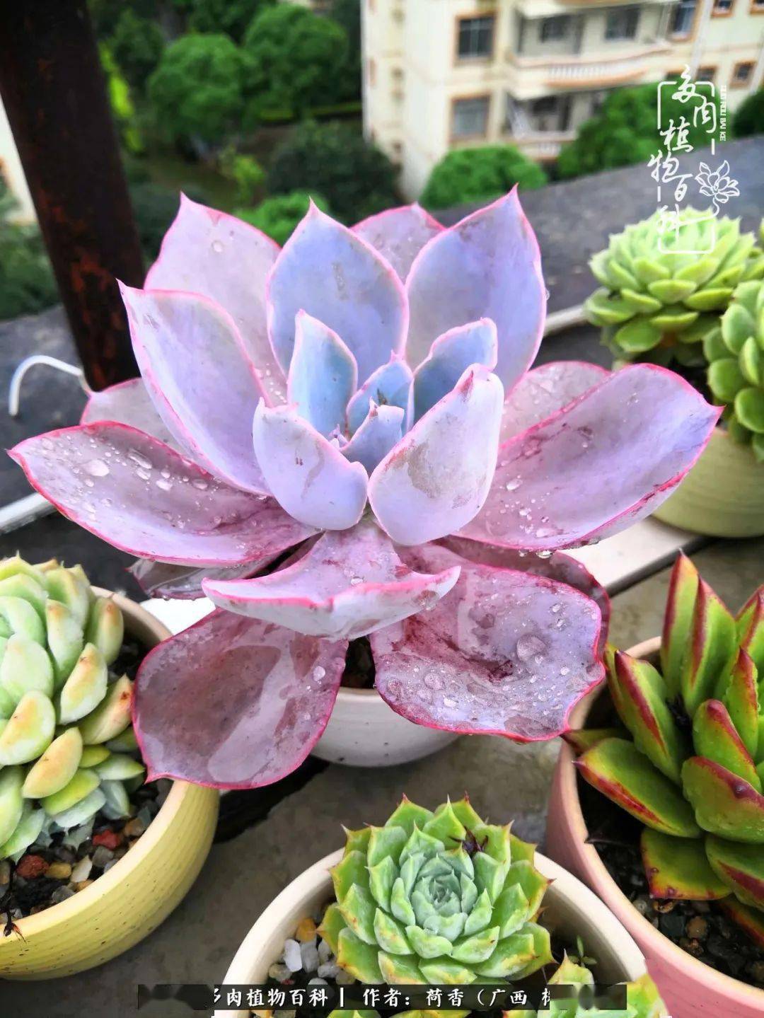 养多肉有故事我愿意对你娓娓道来