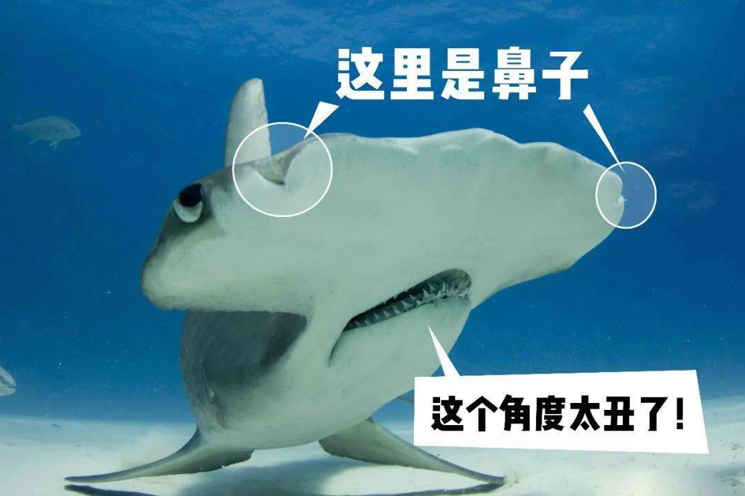 锤头鲨の颜值修炼