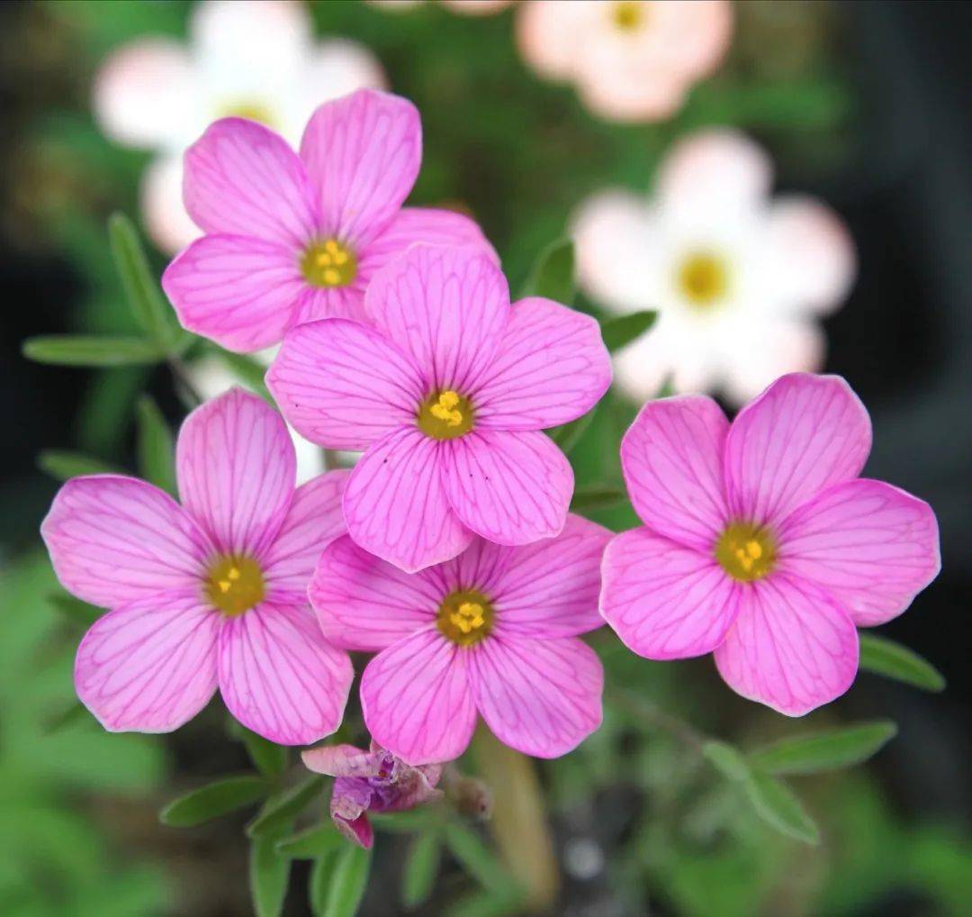 酢浆草属的世界之南非篇二