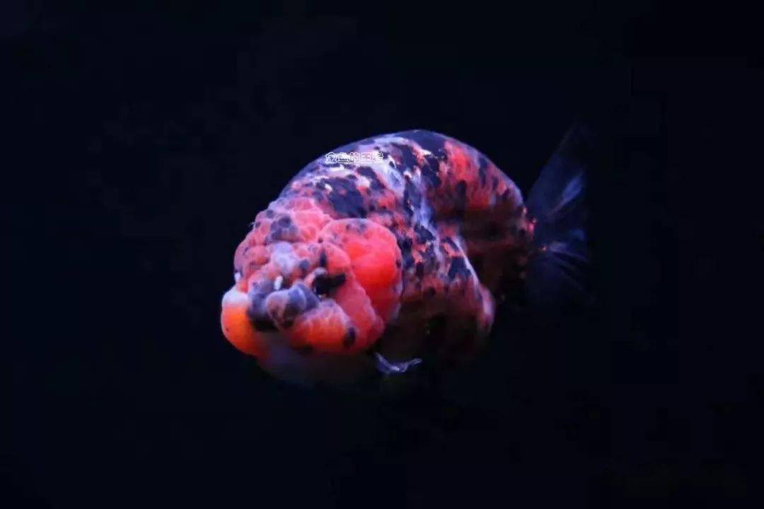 往事| 兰寿的起源_金鱼