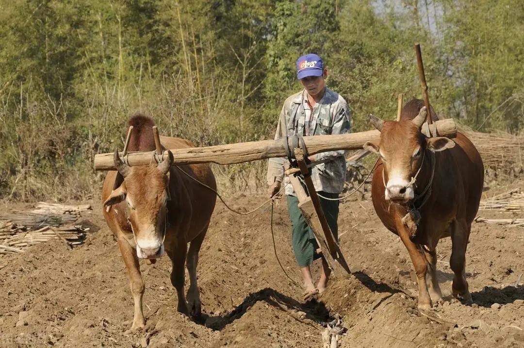 老农说2021年是金牛无春年犍牛不得闲是啥意思