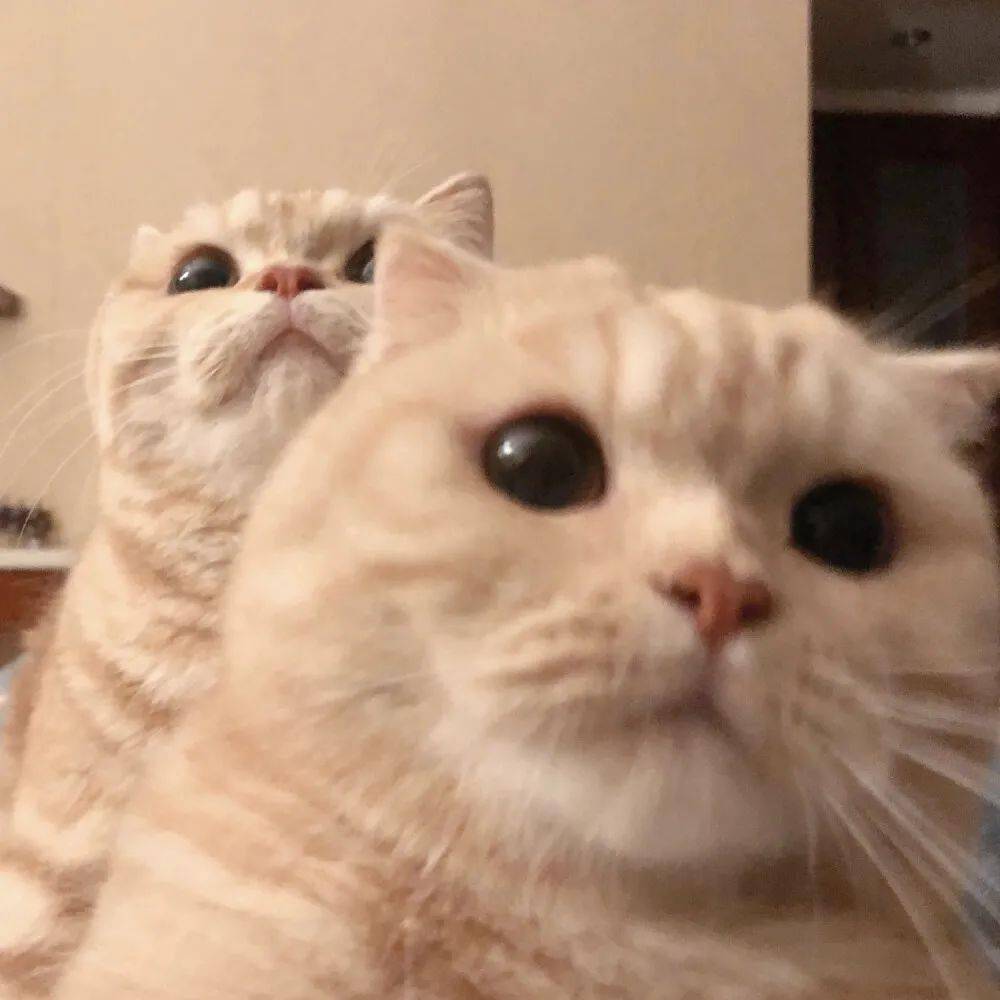 今日头像睡前一定要去吃夜宵这样才不会做饿梦