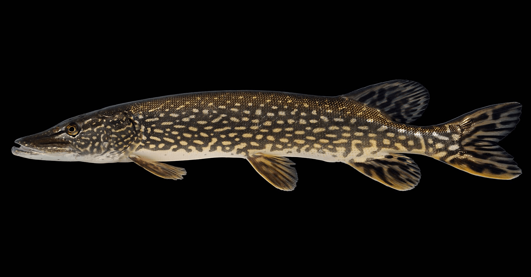 呼伦湖40年的宝藏渔场中国下一个赛湖