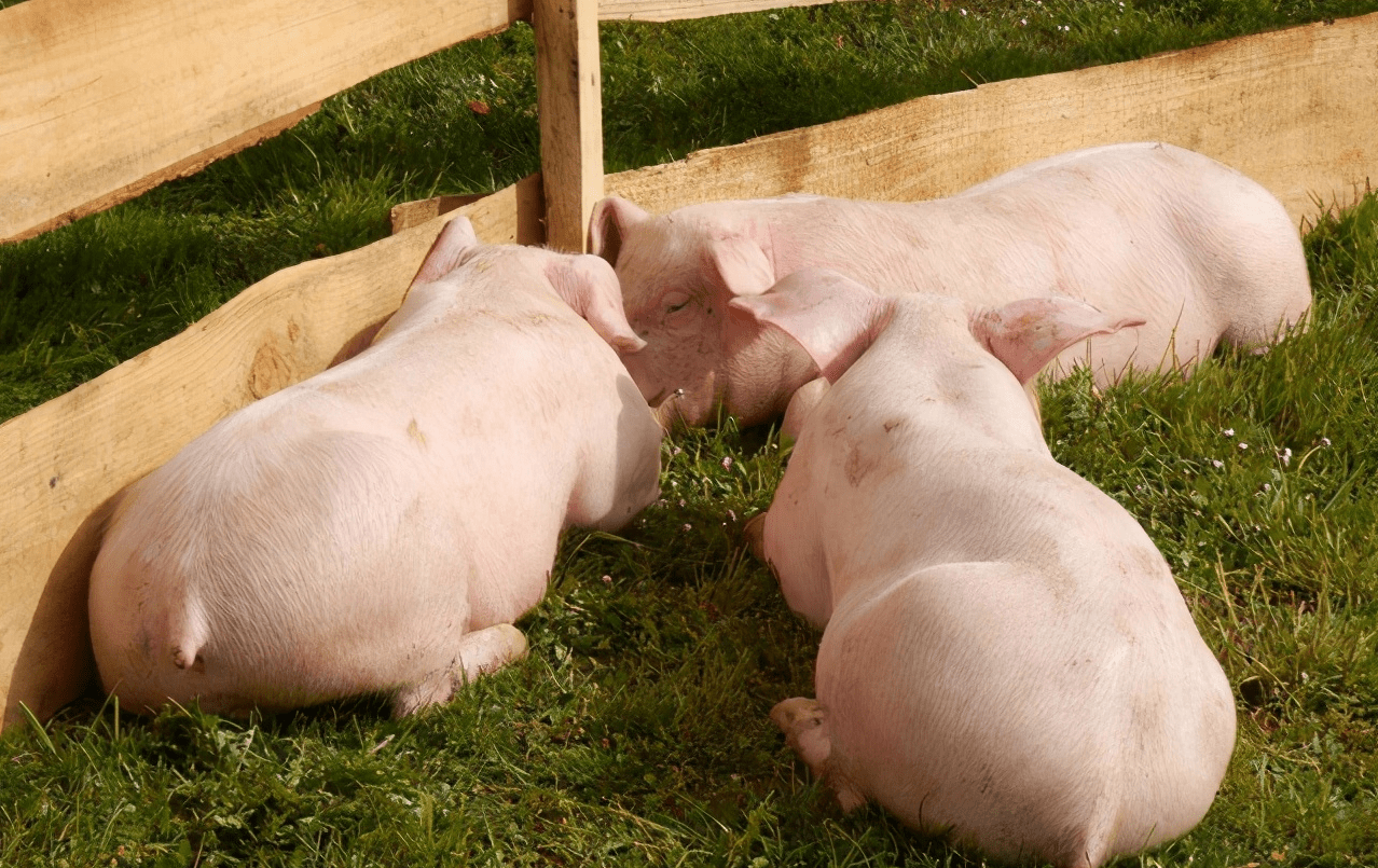 日本的奇葩养猪法值不值得我们学习?_我国