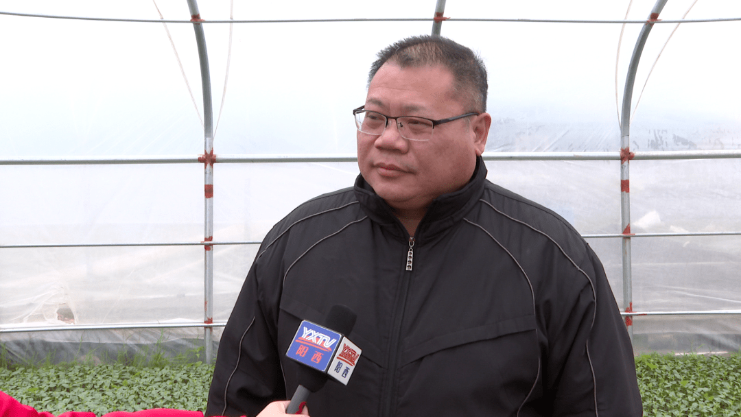 阳西上洋镇:瓜农积极做好西瓜苗防寒保暖措施_种植