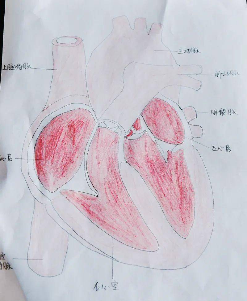医学生画的心脏图片图片