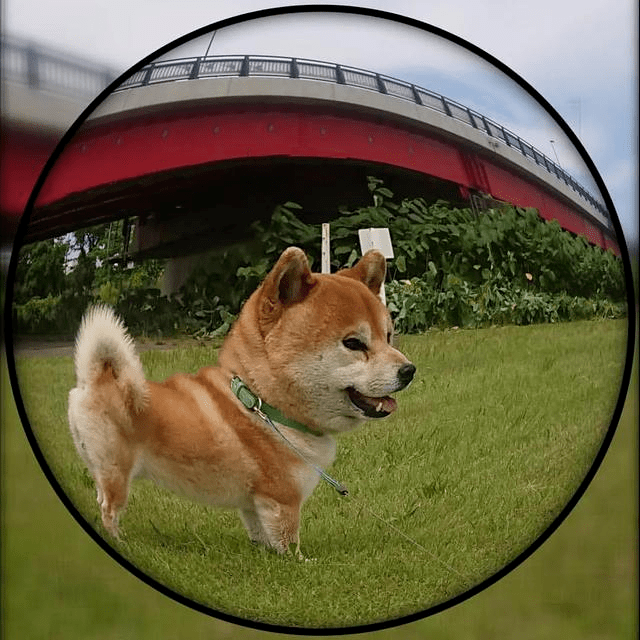 救命养了三年的哈士奇竟然是一头驴