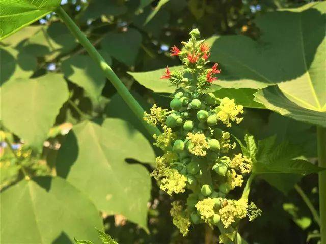 農村種植農民種植蓖麻投入成本300元2畝收入14000元值得借鑑嗎