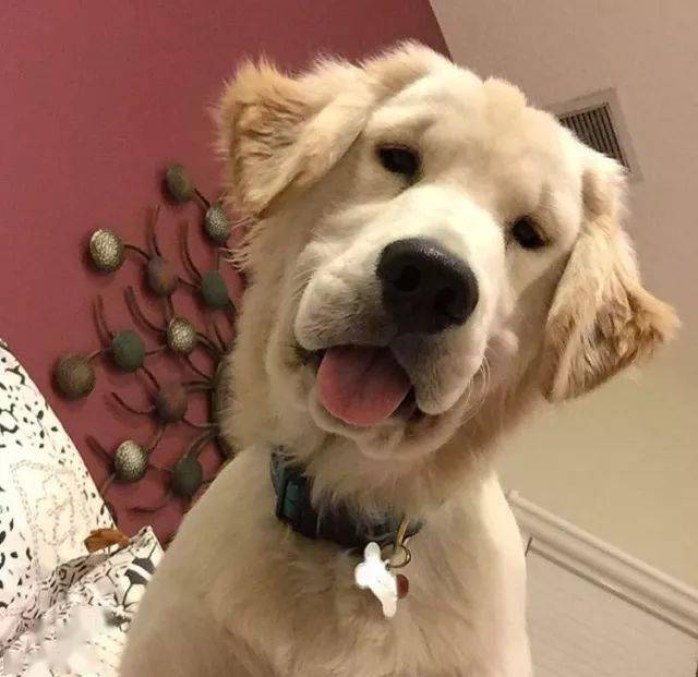 本来看起来挺帅气的大金毛,一低头却丑成个大叔!