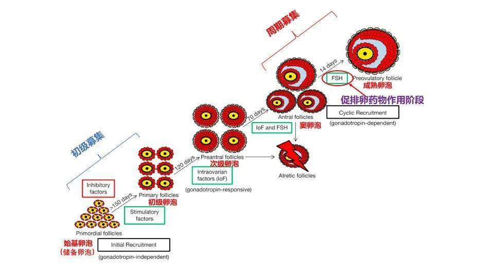 人類卵泡發育大致分為以下幾個階段:始基卵泡,初級卵泡,次級卵泡,竇