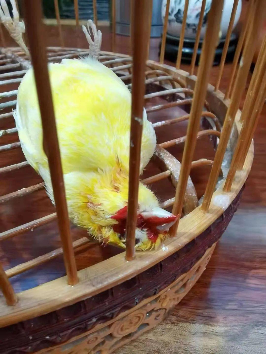 卫辉一居民家中多只宠物鸟接连神秘死亡今天凶手再次