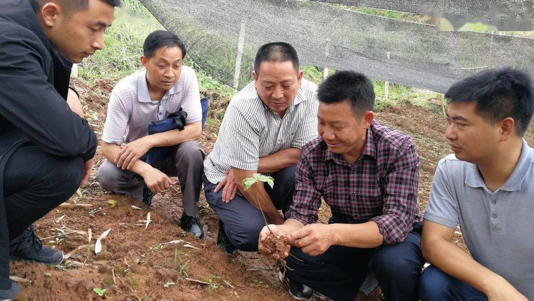 据余正华介绍,在此之前,这个村也有村民在种重楼