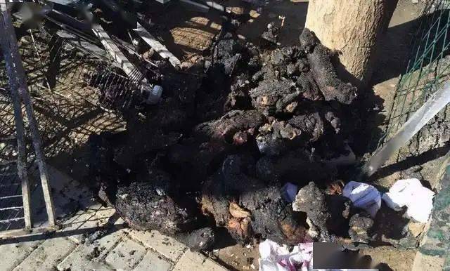 为了给生小狗的狗取暖,失火连累附近店内宠物全被烧死!