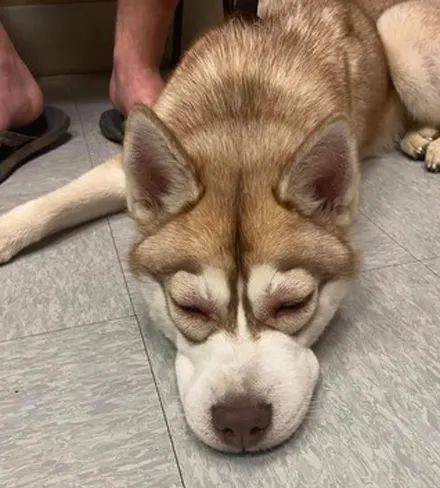 哈士奇玩蜜蜂肿成猪头,带它去打针时表情超怨念,笑喷了!