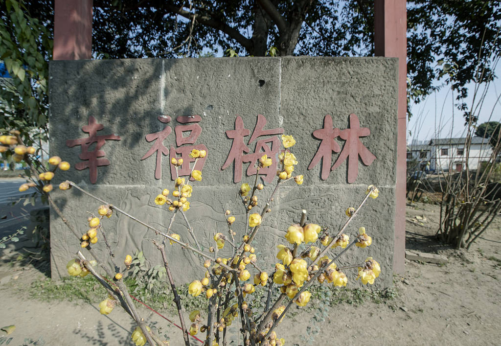 成都:幸福梅林景区腊梅绽放