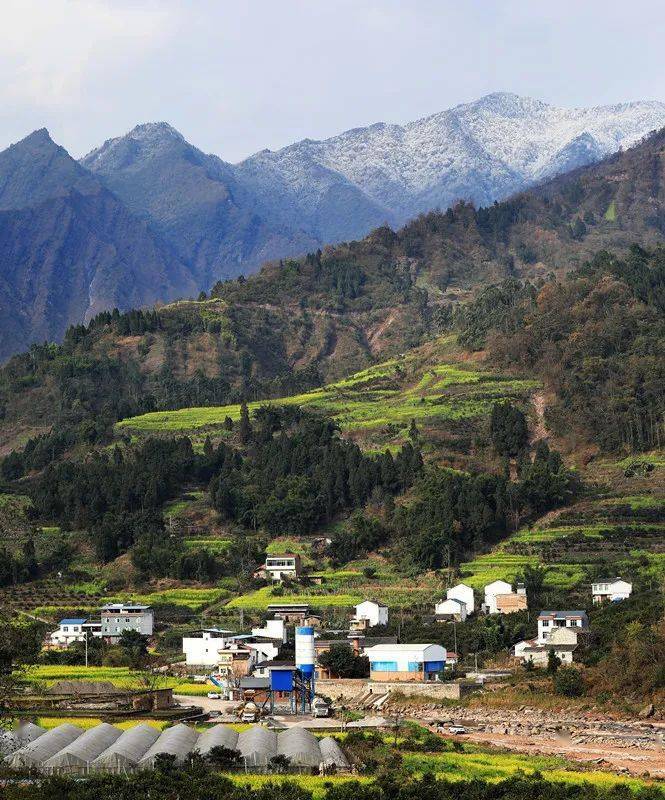你那里油菜花开了吗快来屏山县中都镇领略冬天里的春天