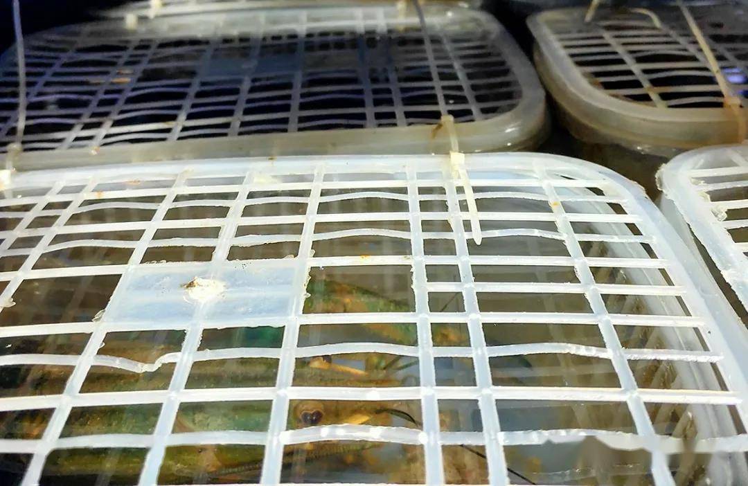 澳洲淡水龙虾或成养殖新宠