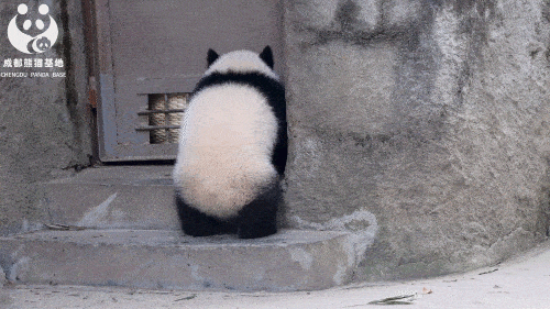 有一种可爱,叫大熊猫的背影~_熊猫果