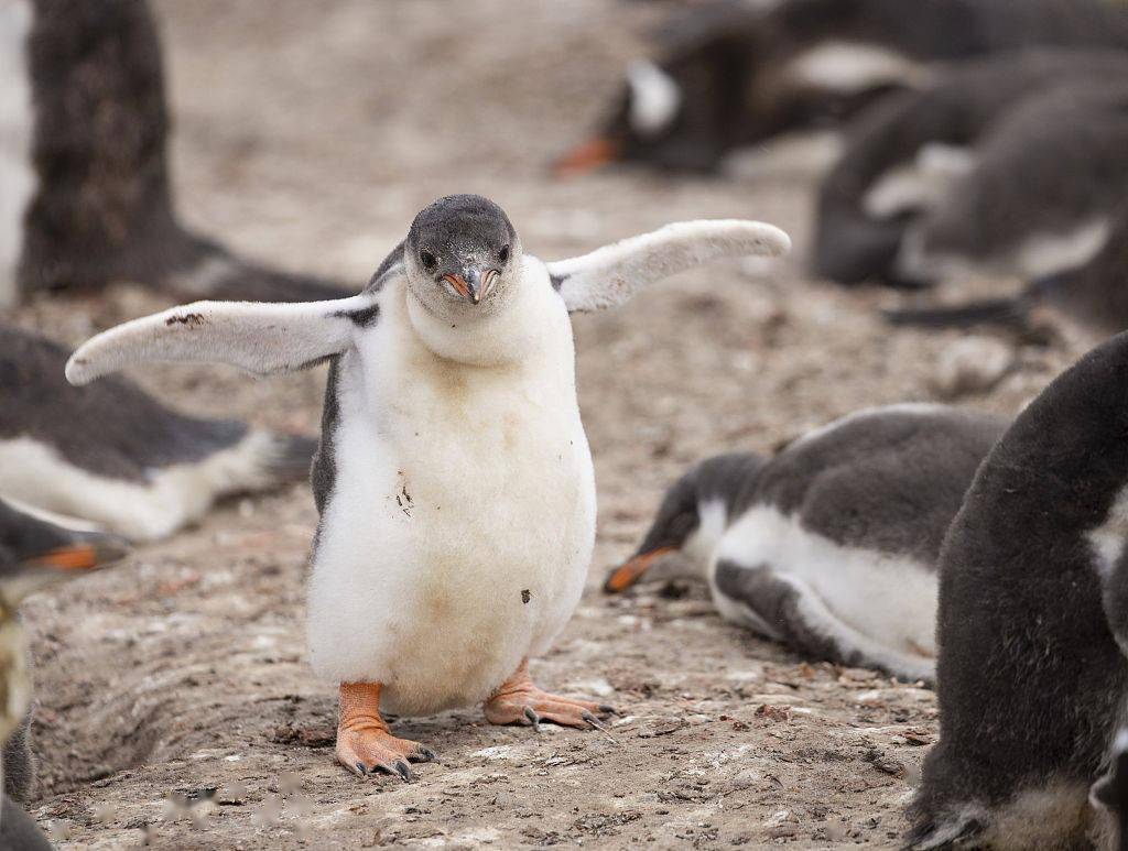 快乐的大脚小企鹅运动四肢宛如翩翩起舞动作笨拙可爱