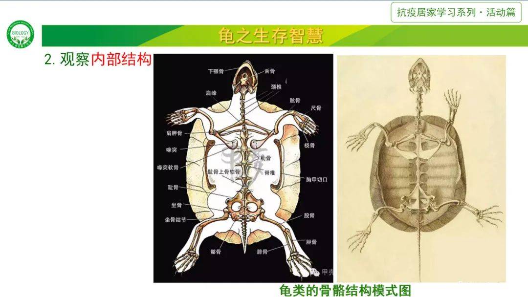 教育创新公开课龟之生存智慧居家厨房生物学61