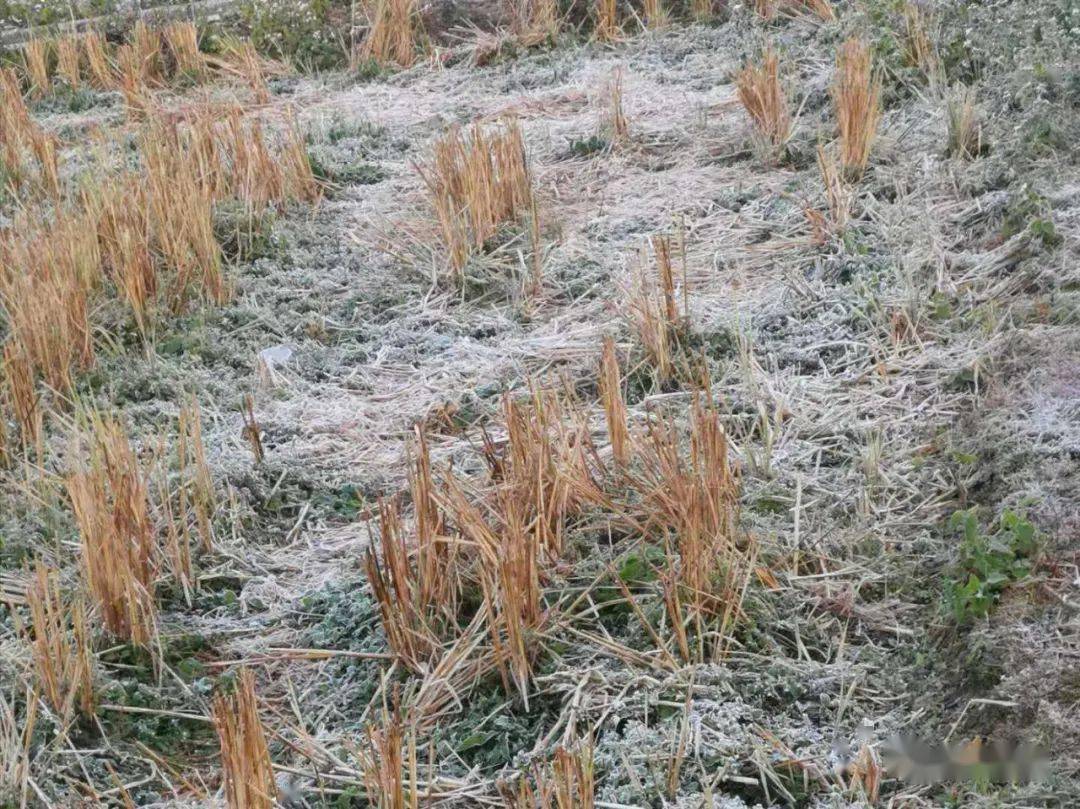 台山开平鹤山多地惊现霜冻冰挂视频图集你感受到寒冷了吗