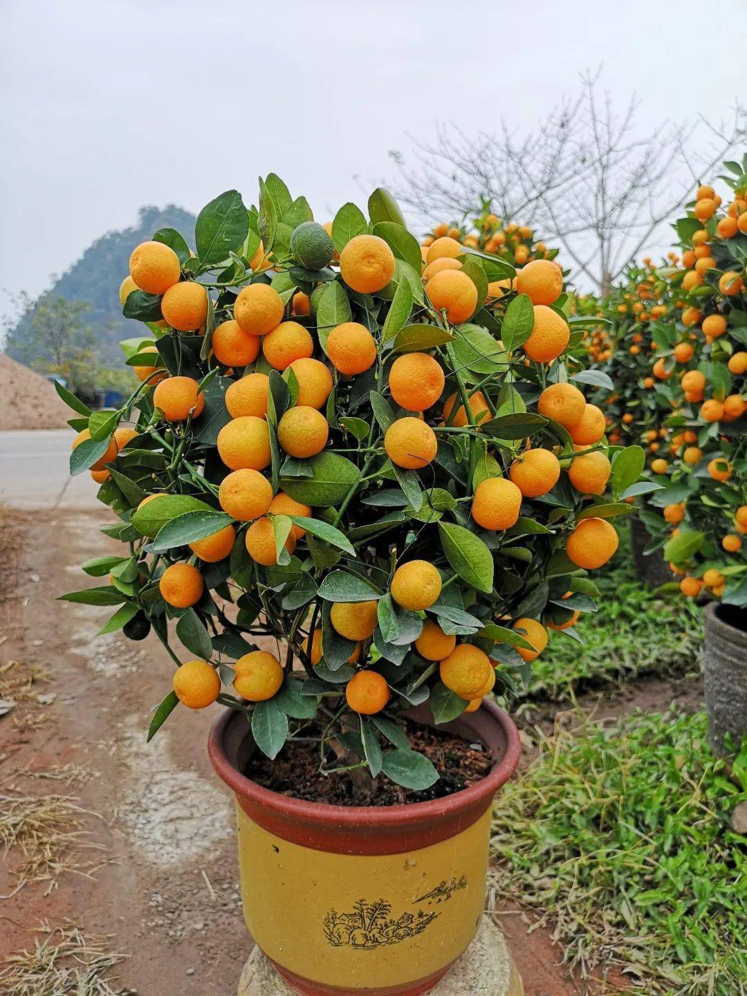 顺德年花年桔批发基地图片