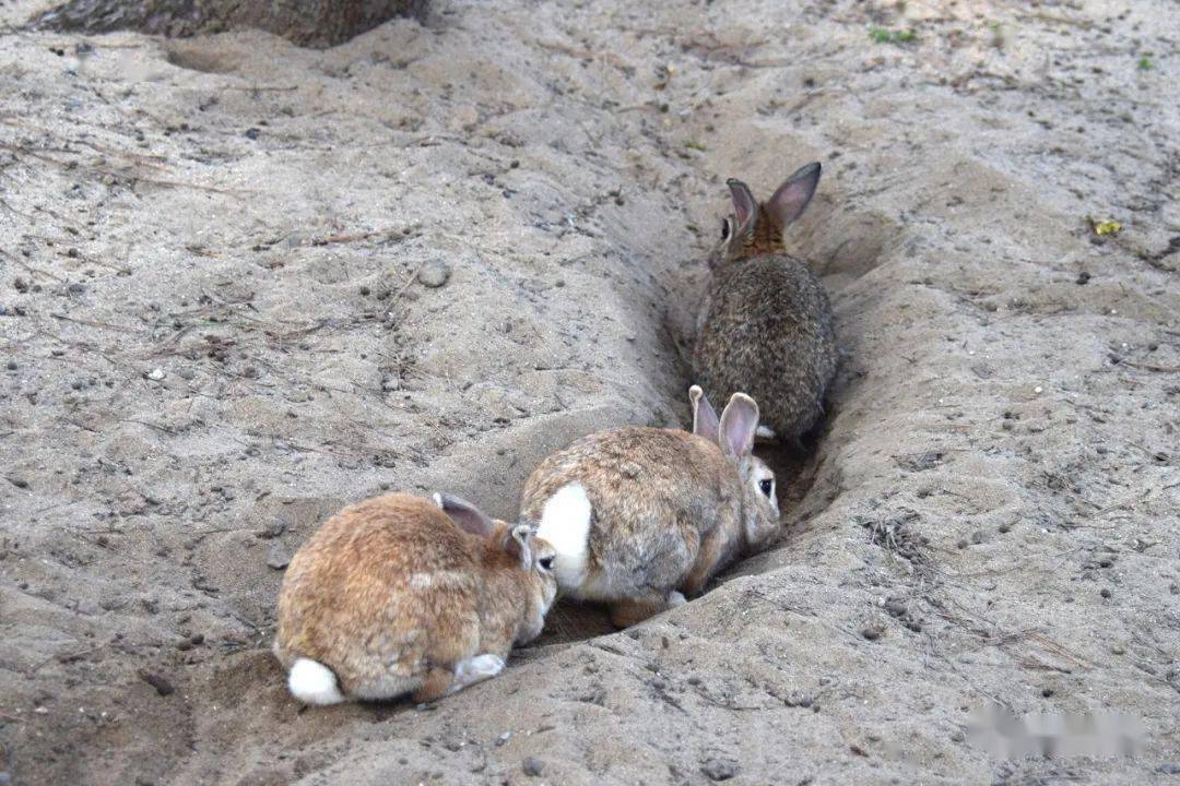 兔窟 来自搜狐网