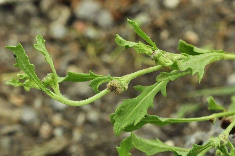 农村的这种杂草,却是鼻炎神药,千万别扔了!_鼻子