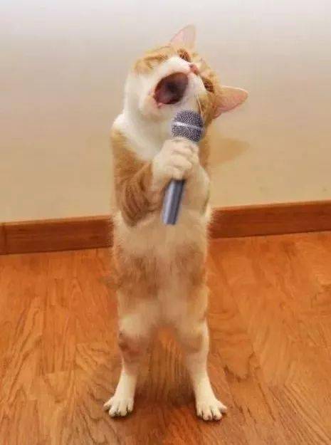 ▼失恋了我要唱歌, 啊~给我一杯忘情水