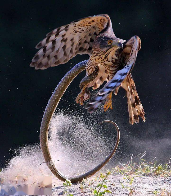 昂首挺胸俏模样》作者:太阳为先《小鸳鸯》作者:红雨随心《雕蛇》作