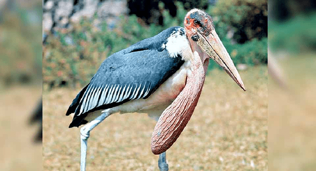 世界十大濒危鸟类图片