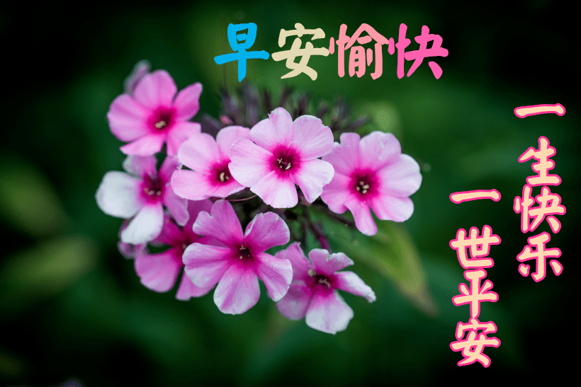 早上好问候美图,早安问候语句。-搜狐大视野-搜狐新闻