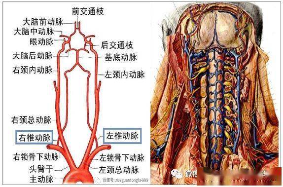 中心静脉穿刺三思而后行