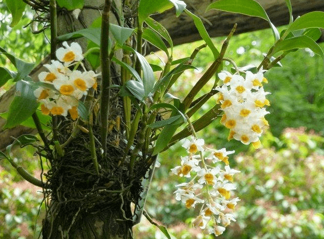 每日一花球花石斛花朵密生能做盆景