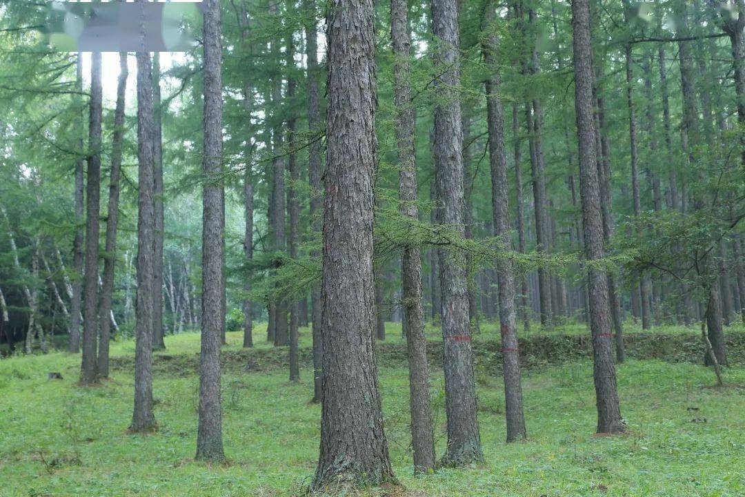 我國森林植被總碳儲量已達92億噸森林碳匯作用這麼強大