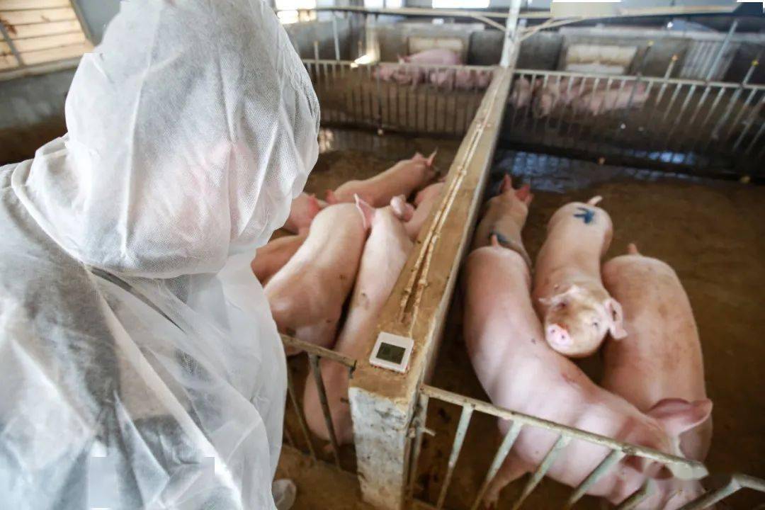 个舒适的生长环境,每一头母猪都被饲养得白白胖胖,真正实现了科学养猪