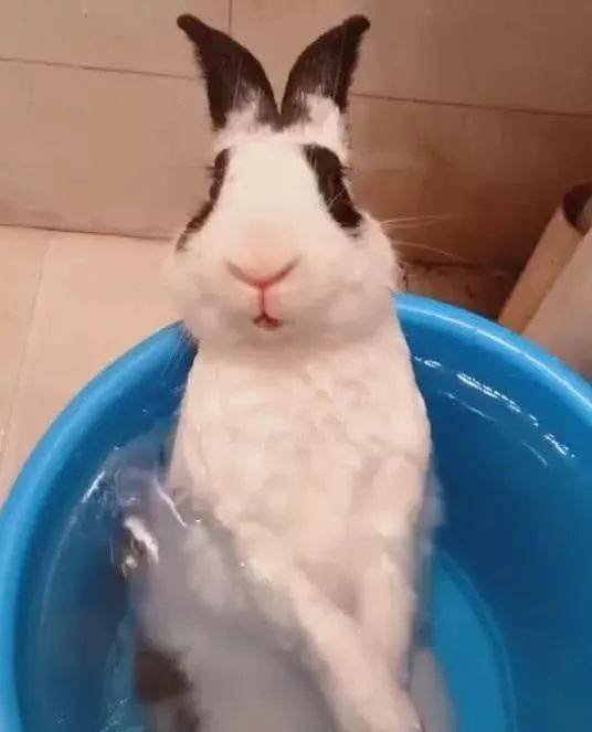 网友竟然给自家兔子用这样的方式洗澡,这比人类过的还舒服呀!