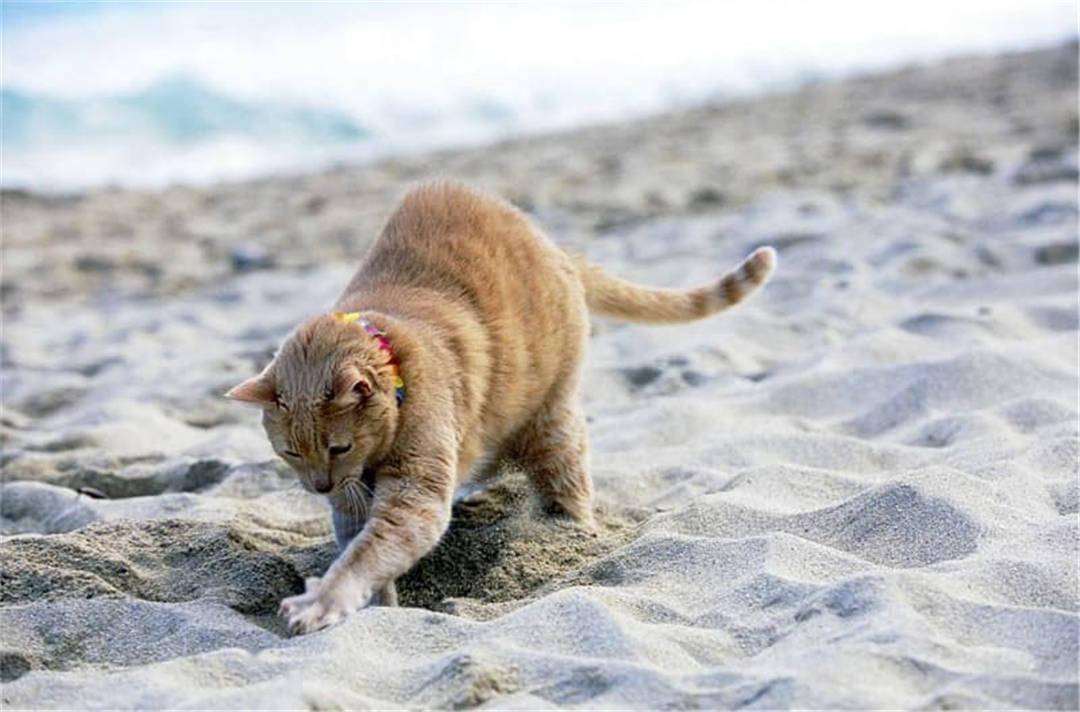 猫咪掩埋粪便是一种动物本能,区别在于 小猫 埋, 大猫 晒