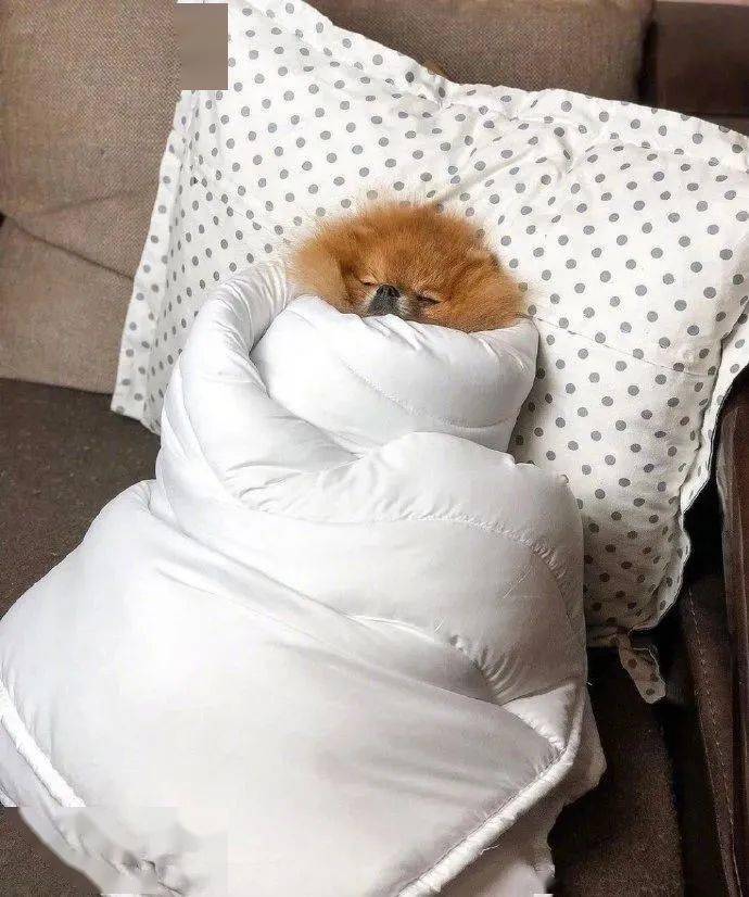 都说今天冻成狗了其实狗狗才不冷呢