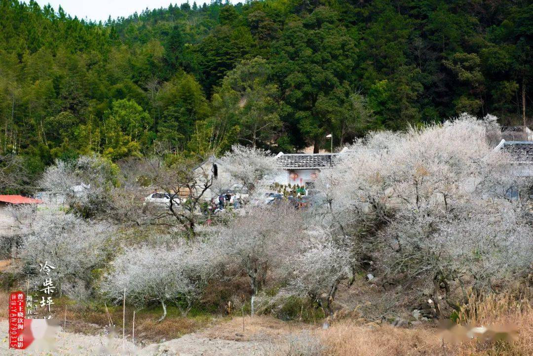 赏梅花网红点,打卡_揭西县