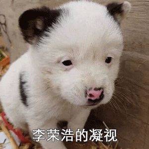 楊丞琳曬出一張照片引起全網爆笑：這是李榮浩的娃嗎？哈哈哈哈哈！ 萌趣萌寵 第16张