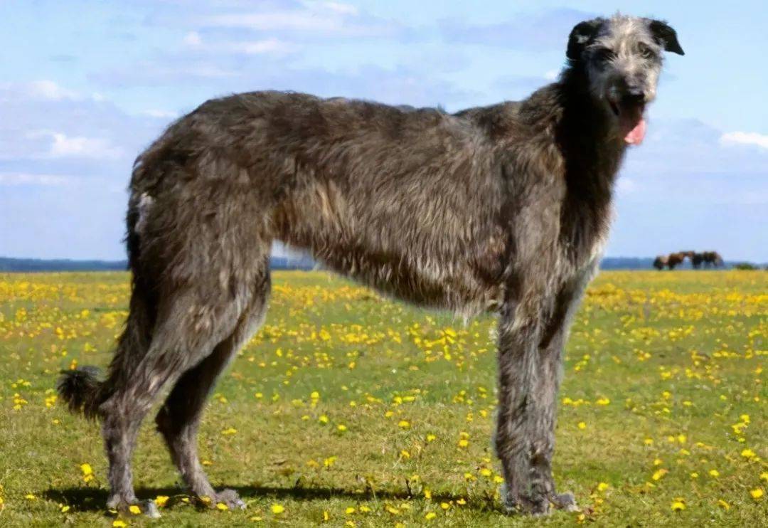 蘇格蘭獵鹿犬腿長也是愛爾蘭獵狼犬的特點,而且它的肌肉十分發達,所以