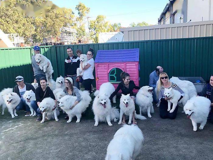 4只萨摩耶2个小宝贝，还成立了爱犬俱乐部，人生赢家没错了！